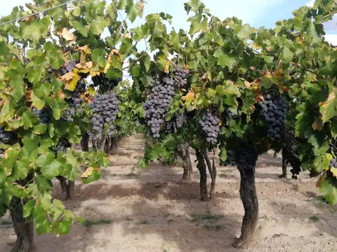 Viñedo en venta Mendoza
