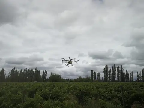 Viñedo en venta Mendoza