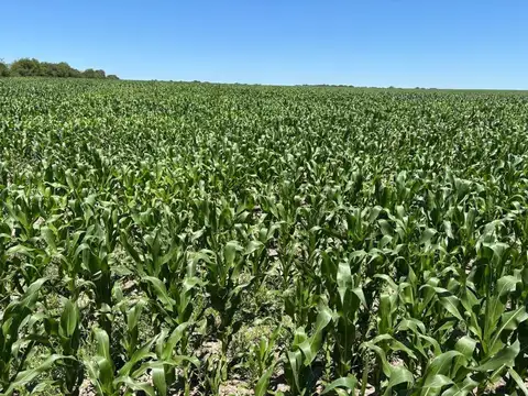 156 hectáreas con aptitud agrícola, 6Km de Nogoyá