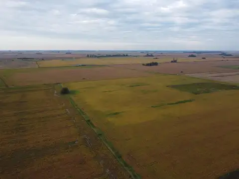 Campo en Venta Agrícola