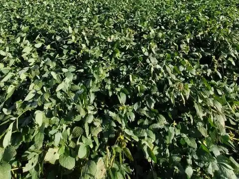 Campo 100 % agricola