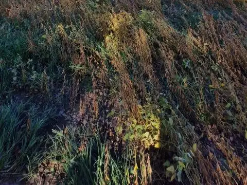 Campo en Venta Agrícola