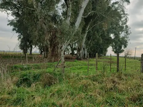Julián Aguirre - VIRREY DEL PINO