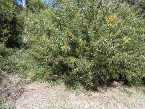 Terreno en Venta 10  mts Fondo