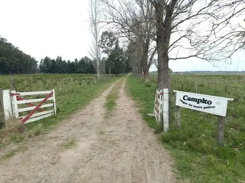 CAMPO 202 Ha VENTA EN RP6 Y R215 ABASTO LA PLATA 