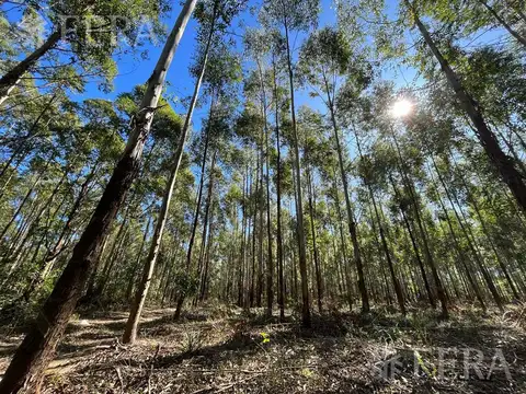 RUTA NACIONAL 118 KM 79  - CAMPO BATARÁ CORRIENTES