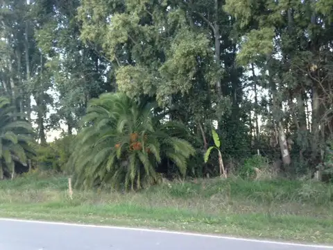 Campo - Las Flores