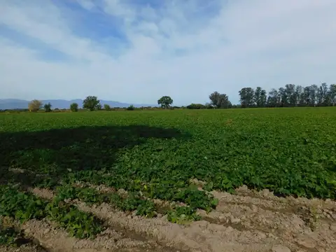 Campo en Venta en General Guemes, General Güemes