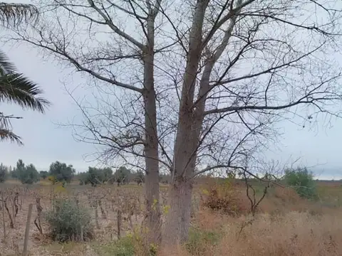 VENTA Finca 4 hectareas en Junin