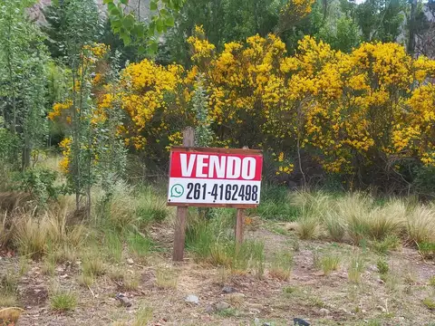Los Condores 100