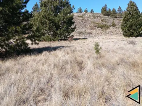 Girasoles Del Limay 100