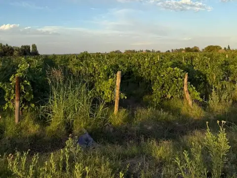 VENTA FINCA LAS HERAS, MENDOZA