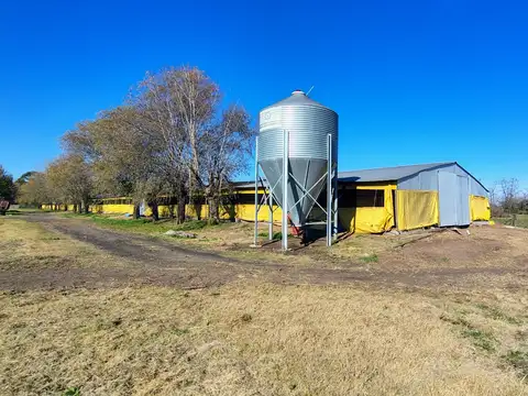 Granja de pollos en pedernales