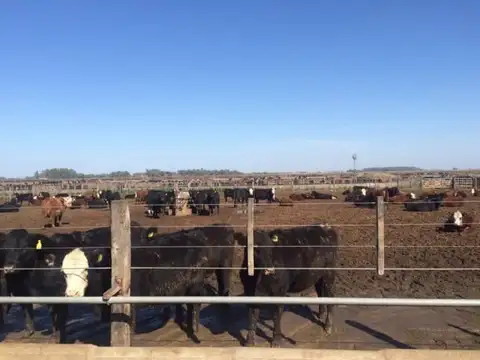Campo en Venta de 500  ha