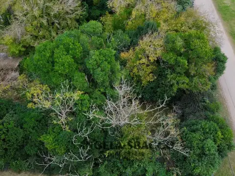 Camelia, Parque Jularo.