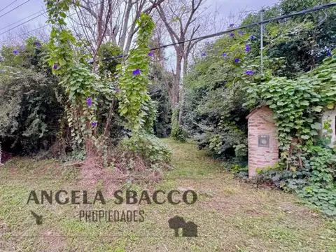 Camelia, Parque Jularo.