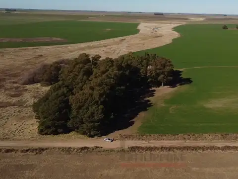 Campo de 221.58has en Venta - San Román Pcia. de Buenos Aires