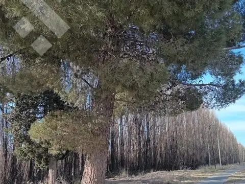 Venta Chacra 21 Hectáreas, frente de ruta provincial 7, San Patricio del Chañar, Neuquen