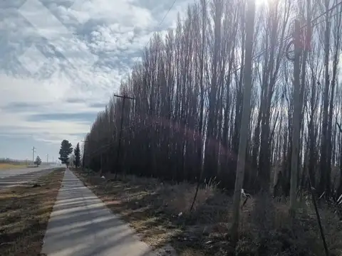 Venta Chacra 21 Hectáreas, frente de ruta provincial 7, San Patricio del Chañar, Neuquen 