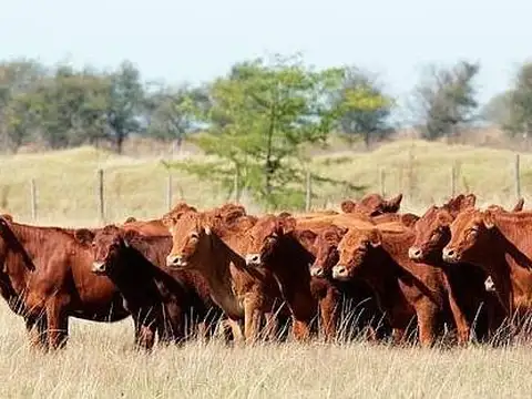 GRAN campo en producción