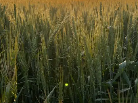 Campo en Venta en Santa Clara de Saguier, Castellanos