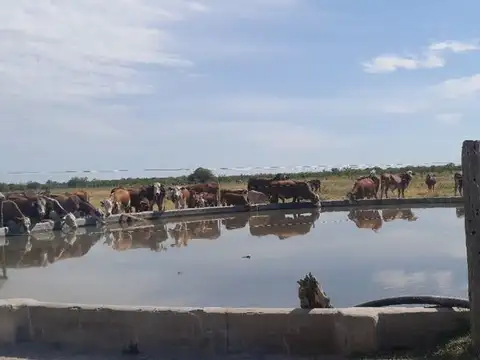 VENTA / CAMPO GANADERO 1385 HECTÁREAS / HUANQUEROS