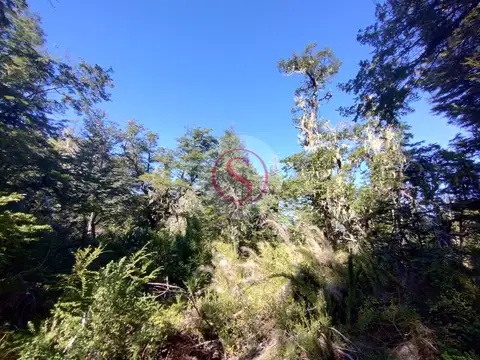 Kaleuche 100