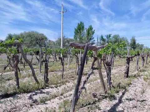 Venta Finca 4,5 Ha en producc San Martin Mendoza