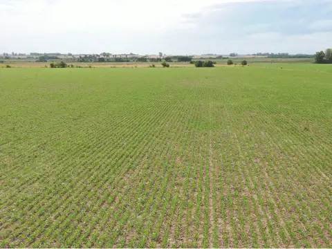 375 Has. Campo productivo con casco y parque en Baradero