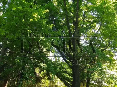 Precioso LOTE FORESTADO, EL MORO c/ pileta y casa a reciclar