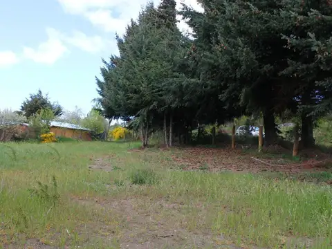 Los Colibrís