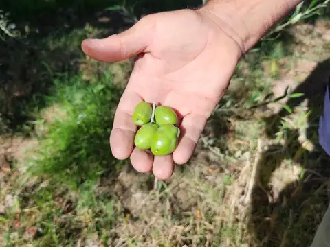 Finca con olvios en polo gastronómico Chachingo calle Sarmiento s/n