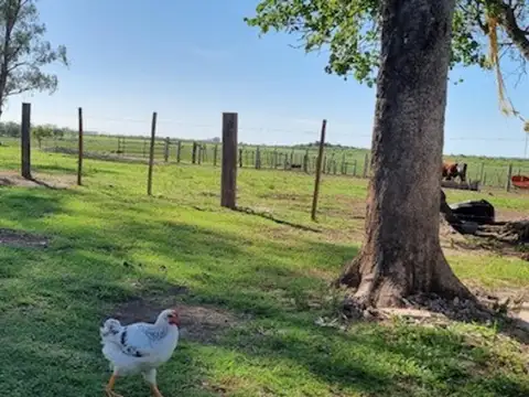 Arrendamiento 398 hec campo mixto  Esquina  Corrientes