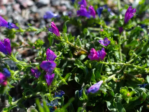 Terreno en Venta 55  mts Fondo