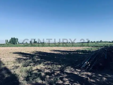 Finca en Venta en Lavalle, Mendoza.