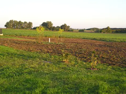 Campo 25 Has con Mejoras