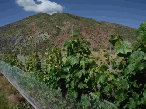 Estratégico Campo en el Piedemonte Mendocino