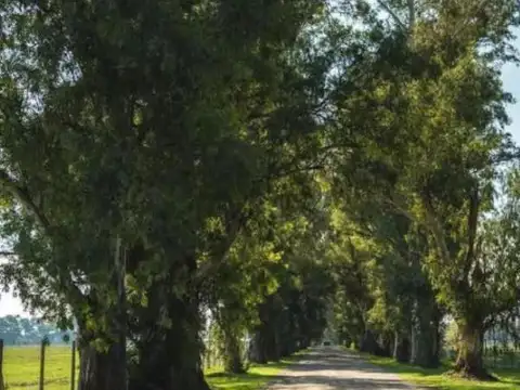 Los Tres Pinos