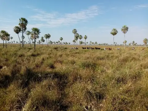 Pedro Pena- Dep. Paraguayo