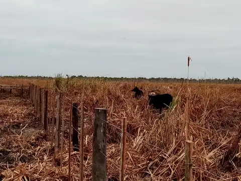 Campo - Venta - Paraguay, Paraguay