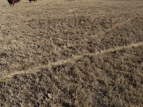 Venta de Estancia de 30000 ha en La Pampa, Chical Co, Algarr