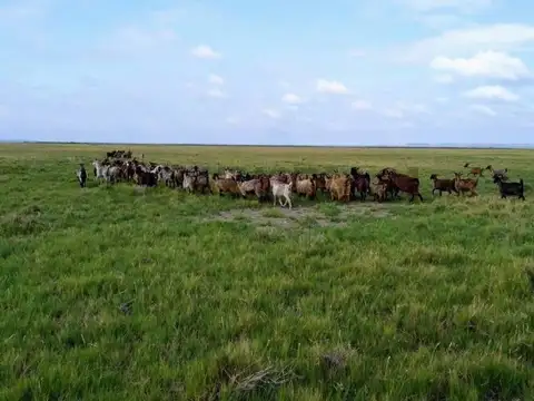 Venta de estancia de 30000 ha en la pampa, chical co, algarr