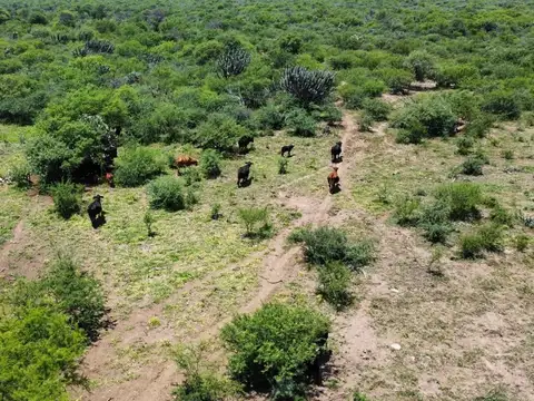 Campo ganadero en venta - 8.408 hectáreas - Excelente oportunidad