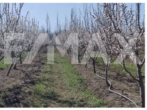 Paraje La Parra Cinco Saltos, Provincia de Rio Negro.