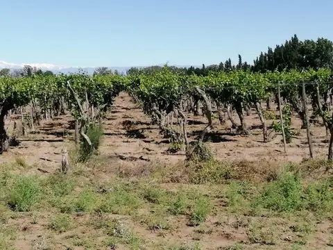 finca productiva en venta 18 has en San Martín
