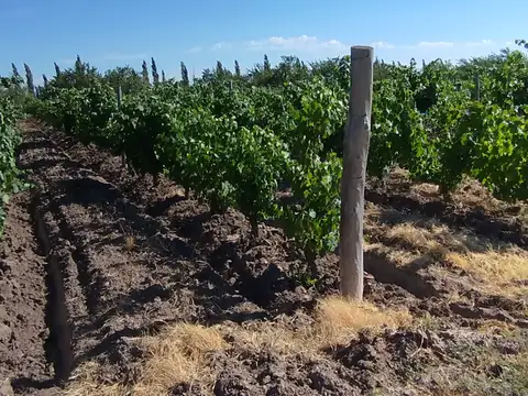 Campo en Venta de 10  ha