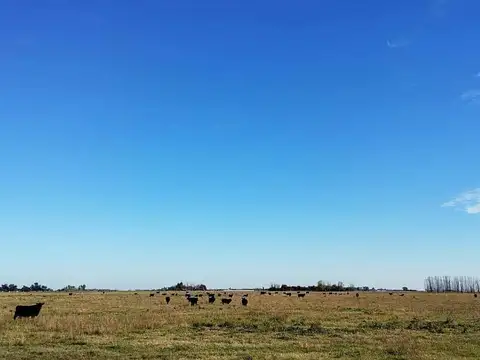Oportunidad Campo 248 hectareas