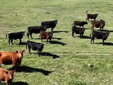 Oportunidad Campo 248 hectareas