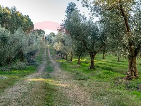 Venta de Campo con olivos en Rocha