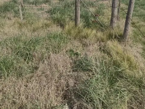 Quebracho y Las Cortaderas